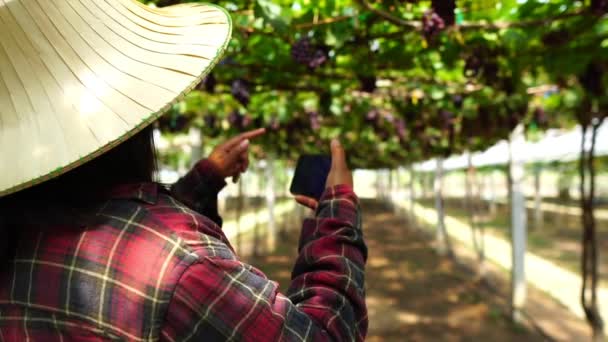 Γυναίκες Αγρότες Ερευνούν Τον Αμπελώνα Smartphone Technolog Πλάνα Αργή Κίνηση — Αρχείο Βίντεο