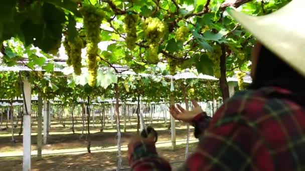 Close Van Vrouwelijke Boeren Snijden Het Fruit Van Druiven Met — Stockvideo