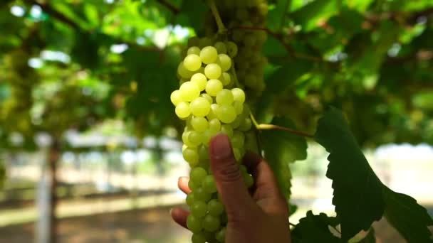 Zbliżenie Kobiet Rolnicy Cięcia Owoców Winogron Nożyczkami Materiał Slow Motion — Wideo stockowe