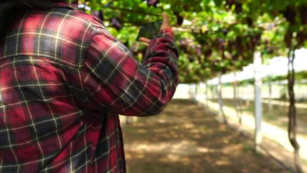 Farmářky Vyšetřují Vinici Pomocí Zpomaleného Záběru Smartphonu — Stock video