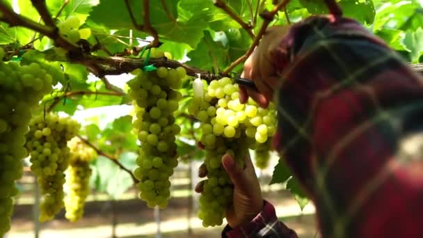 Nahaufnahme Von Bäuerinnen Schneiden Die Früchte Der Trauben Mit Der — Stockvideo