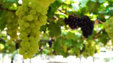 Gündüz vakti üzüm bağının görüntüsü
