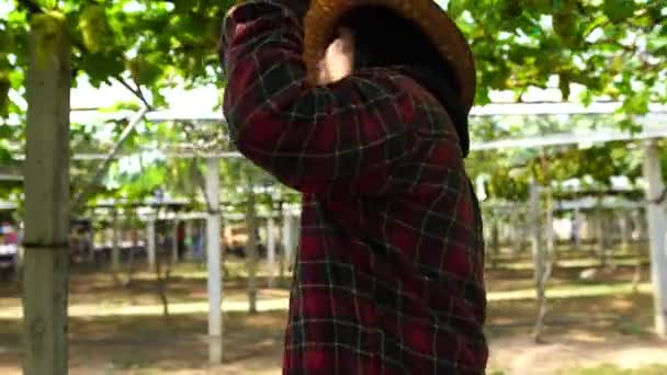 亚洲女农民检查葡萄园 — 图库视频影像