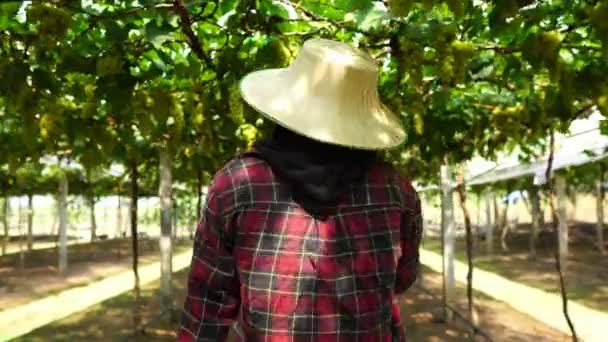 Asian Female Farmer Checking Vineyard — Stock Video