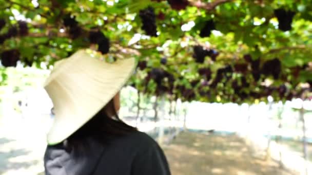Asiatisk Kvinnlig Jordbrukare Som Kontrollerar Vingården — Stockvideo
