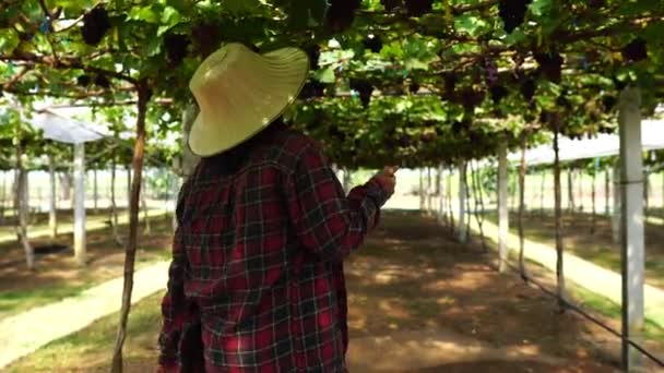 Asyalı Kadın Çiftçi Üzüm Bağını Kontrol Ediyor — Stok video