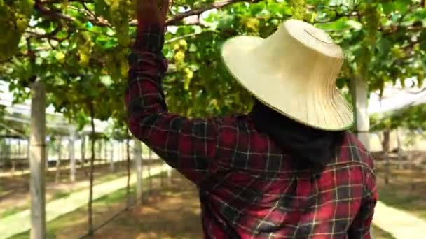 Asian Female Farmer Checking Vineyard — Stock Video