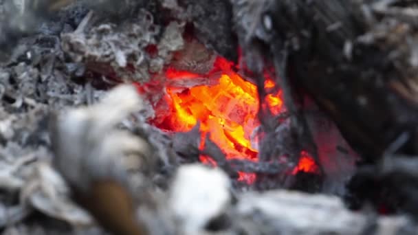 Πρόβλημα Των Δασικών Πυρκαγιών Που Έχουν Συμβεί Στην Αυστραλία Σοβαρά — Αρχείο Βίντεο