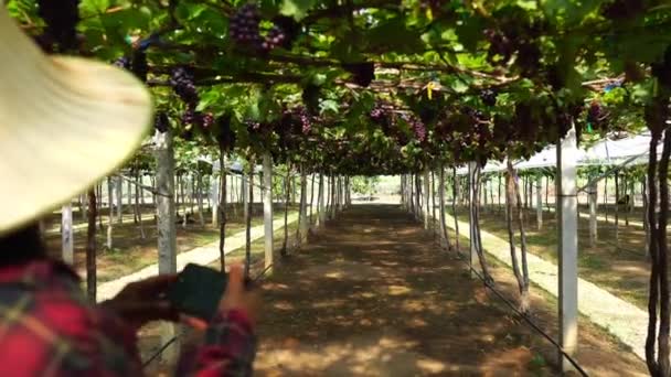 Asian Female Farmer Checking Vineyard — Stock Video