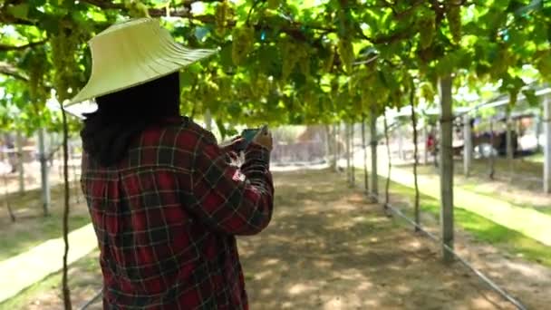 Asiatico Femmina Agricoltore Controllo Vigna — Video Stock