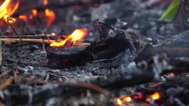 Problema Dos Incêndios Florestais Que Ocorreram Austrália Grave Filmagem Câmera — Vídeo de Stock