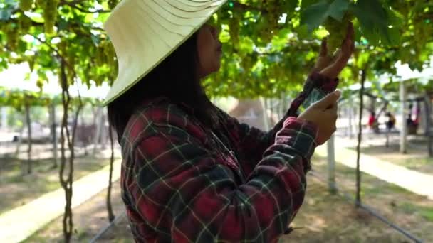 Asian Female Farmer Checking Vineyard — Stock Video