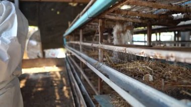 Bilim insanları kimyasal kirliliği tavuk atığı biçiminde yavaş çekimde izliyorlar.