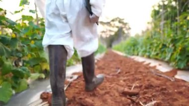 Bilim adamları bitkisel dönüşüm görüntülerindeki kirleticileri araştırıyorlar.