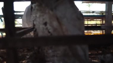 Bilim insanları kimyasal kirliliği tavuk atığı görüntüsü 4k şeklinde izliyorlar.