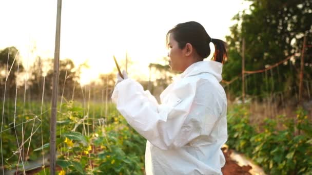 Scientists Checking Contaminants Vegetable Conversion Footage Slow Motion — Stock Video