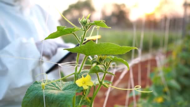 Cientistas Estão Verificando Contaminantes Imagens Conversão Vegetais — Vídeo de Stock