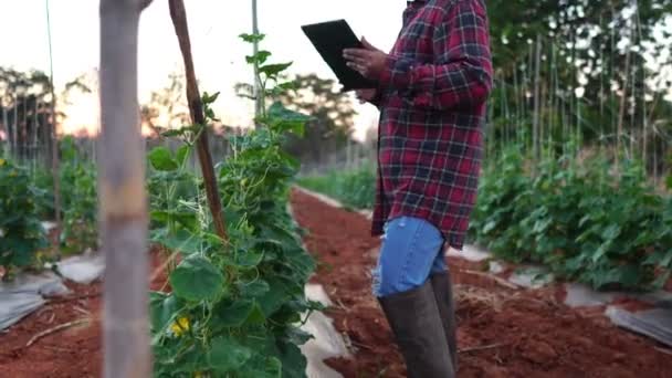 農家の女性は野菜の庭の映像にタブレットコンピュータを使用しています4K — ストック動画