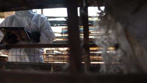 Wissenschaftler Überwachen Chemische Kontamination Form Von Hühnerabfällen — Stockvideo