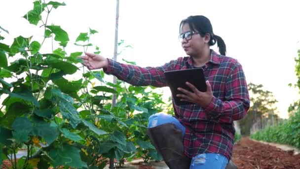 農家の女性は野菜の庭の映像にタブレットコンピュータを使用しています4K — ストック動画