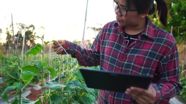 野菜の庭の映像で女性農家スローモーション — ストック動画