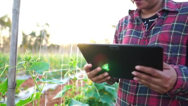 Agricultoras Sexo Feminino Horta Filmagem Câmera Lenta — Vídeo de Stock