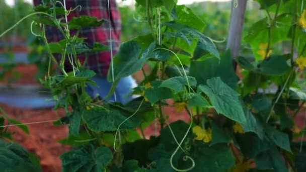 Farmer Women Uses Tablet Computer Vegetable Garden Footage — Stock Video