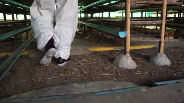 Scientists Monitoring Chemical Contamination Form Chicken Waste Footage — Stockvideo