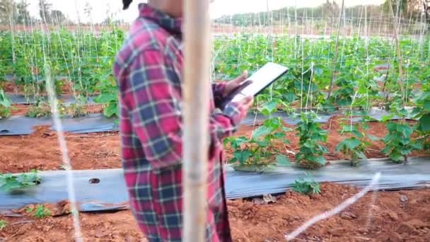 Female Farmers Vegetable Garden Footage Slow Motion — Stockvideo