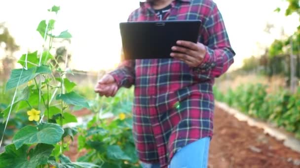 Жінки Фермери Овочевому Саду Кадри Повільний Рух — стокове відео