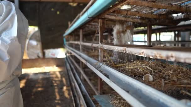 Los Científicos Están Monitoreando Contaminación Química Forma Imágenes Desechos Pollo — Vídeo de stock