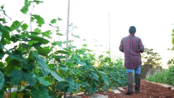 Αγρότισσες Χρησιμοποιούν Έναν Υπολογιστή Ταμπλέτας Βίντεο Από Κήπο Λαχανικών — Αρχείο Βίντεο