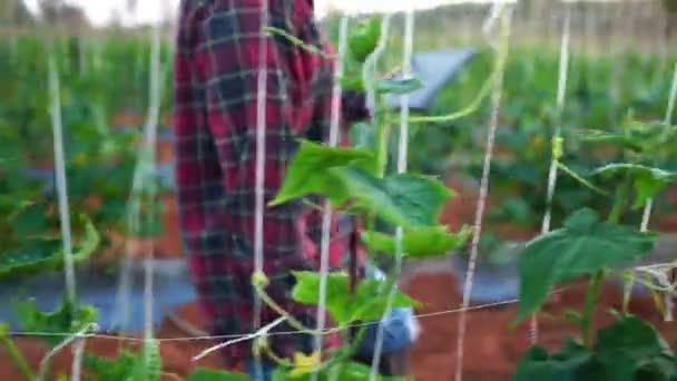 Farmer Women Uses Tablet Computer Vegetable Garden Footage — Stock Video
