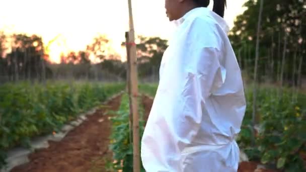 Cientistas Estão Verificando Contaminantes Imagens Conversão Vegetais — Vídeo de Stock