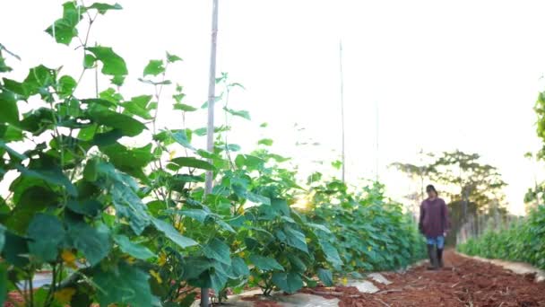 Farmer Women Uses Tablet Computer Vegetable Garden Footage — Stockvideo