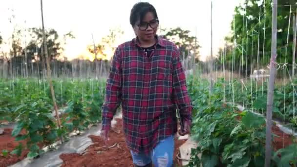 Farmer Ženy Používá Tablet Počítač Rostlinné Zahradní Záběry — Stock video