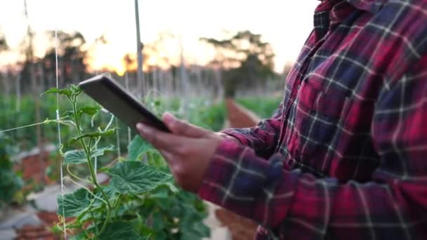 Agricultor Mulheres Usa Computador Tablet Uma Horta Filmagem — Vídeo de Stock