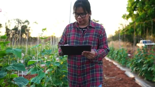Γυναίκες Αγρότες Στον Κήπο Λαχανικών Πλάνα Αργή Κίνηση — Αρχείο Βίντεο