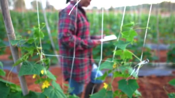 野菜の庭の映像で女性農家スローモーション — ストック動画