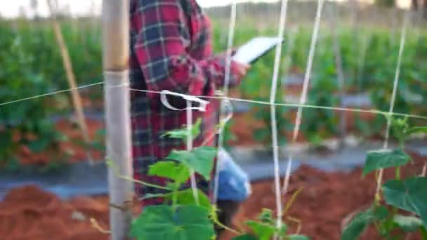 Agricultor Mulheres Usa Computador Tablet Uma Horta Filmagem — Vídeo de Stock