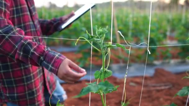 Wanita Petani Menggunakan Komputer Tablet Pada Rekaman Kebun Sayuran — Stok Video