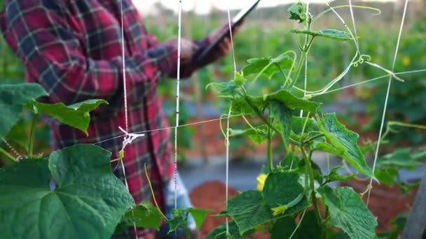 Farmer Women Uses Tablet Computer Vegetable Garden Footage — Stockvideo