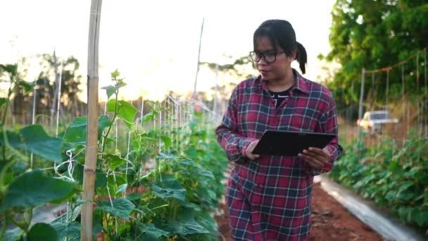 Female Farmers Vegetable Garden Footage Slow Motion — Stock Video