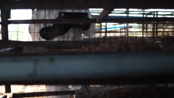 科学者は鶏の廃棄物の映像の形で化学汚染を監視しています4K — ストック動画