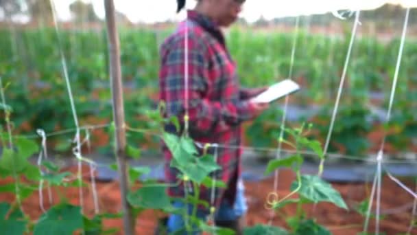 Female Farmers Vegetable Garden Footage Slow Motion — Stock Video