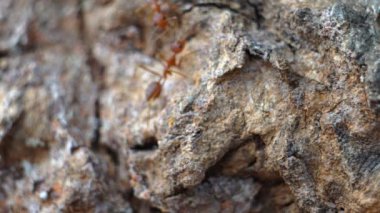 Vahşi hayattaki karıncaların görüntülerini kapat