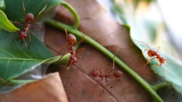 Zavřít Záběry Mravenců Přírodě — Stock video