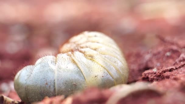 Crawling Gąsienica Zbliżenie Wideo — Wideo stockowe