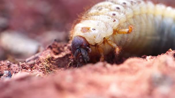 Crawling Gąsienica Zbliżenie Wideo — Wideo stockowe