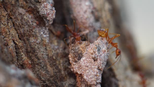 Primo Piano Filmato Formiche Nella Fauna Selvatica — Video Stock